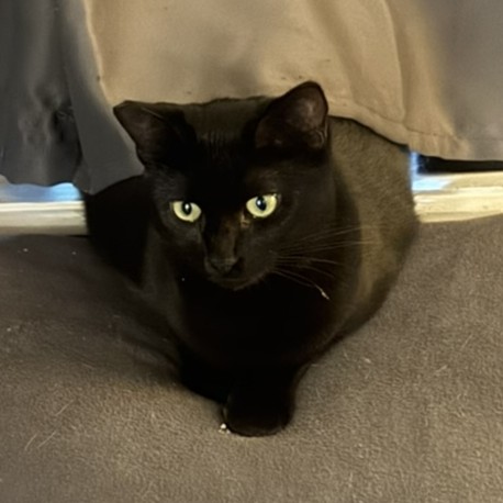 Sabrina the shop cat